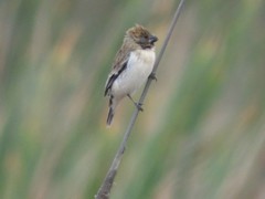 Sporophila telasco