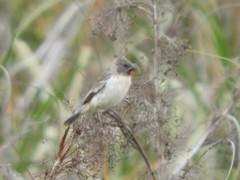 Sporophila telasco