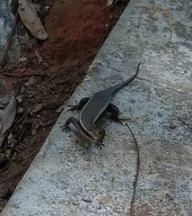 Eutropis madaraszi