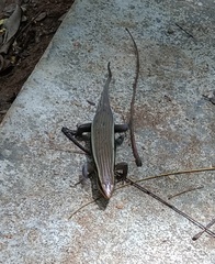 Eutropis madaraszi