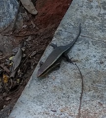 Eutropis madaraszi