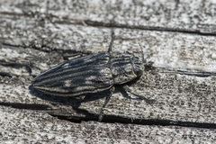 Chalcophora mariana