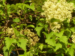 Plagianthus regius regius