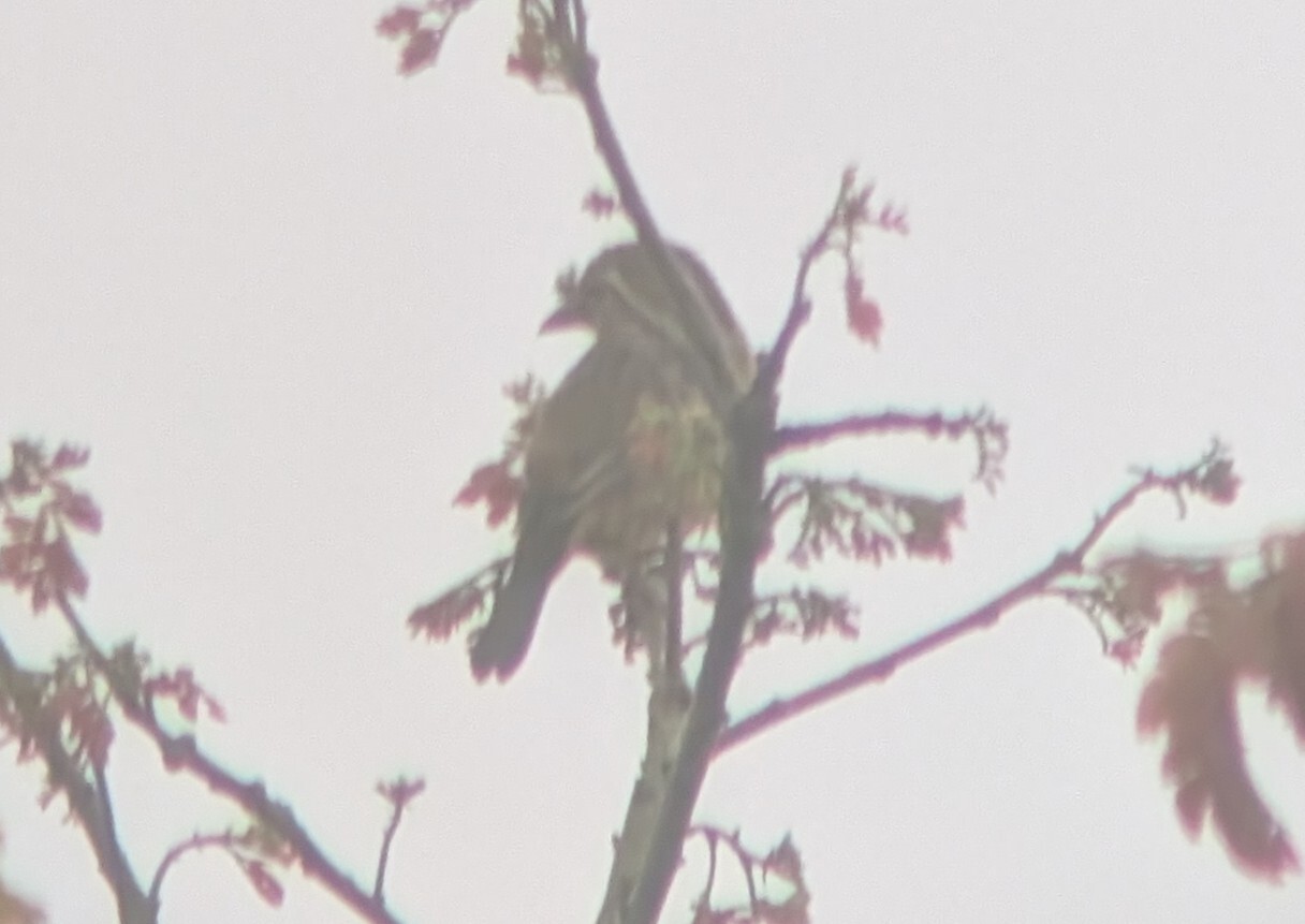 Chestnut-and-black Weaver (Ploceus castaneofuscus), photo 7