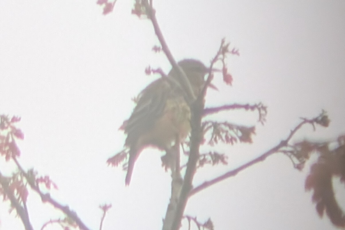Chestnut-and-black Weaver (Ploceus castaneofuscus), photo 6