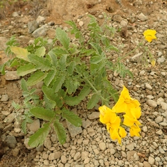 Solanum peruvianum