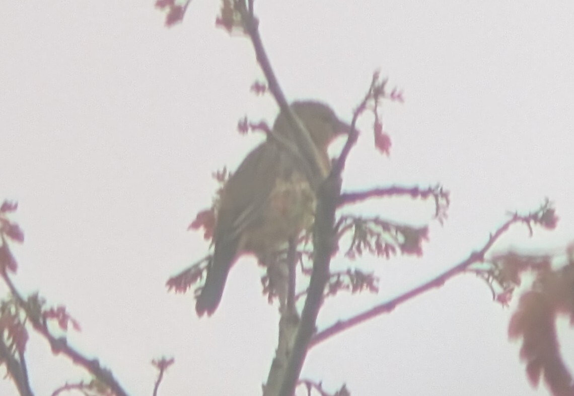 Chestnut-and-black Weaver (Ploceus castaneofuscus), photo 5