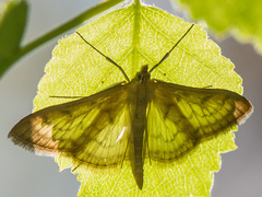 Paratalanta pandalis