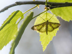 Paratalanta pandalis