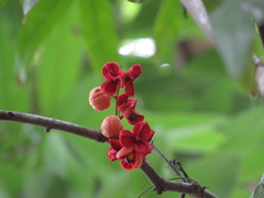 Lepiderema sericolignis