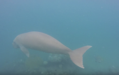 Dugong dugon