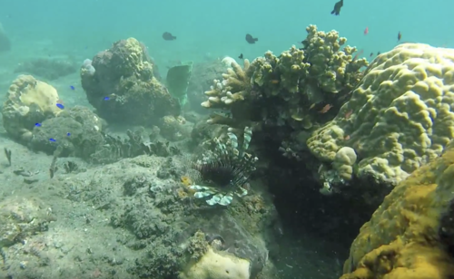 Lionfish