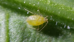 Myzus persicae