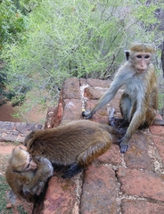 Macaca sinica