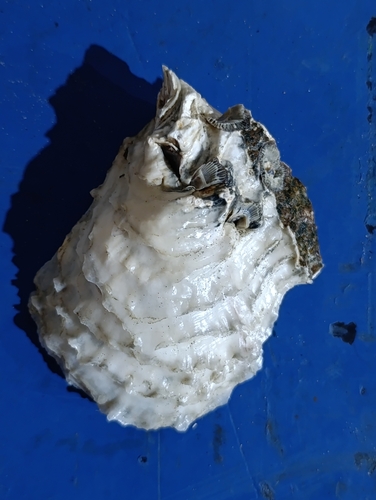 Crassostrea columbiensis observed 2025-08-22