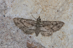 Eupithecia longidens