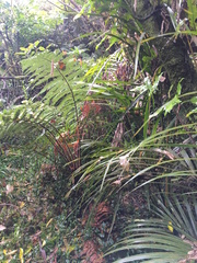 Microsorum pustulatum pustulatum