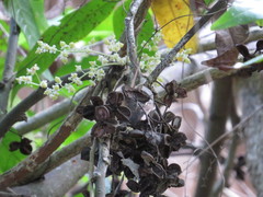 Lepiderema sericolignis