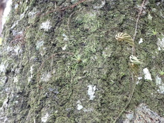 Tillandsia utriculata