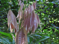 Lepiderema sericolignis