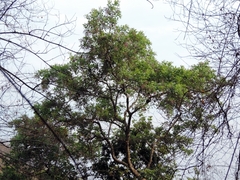 Philenoptera violacea