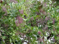 Philenoptera violacea