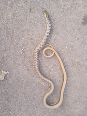Coelognathus helena