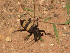 Phryneta aurocincta