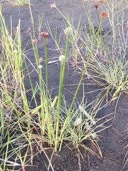 Cyperus tibialis