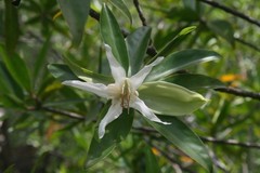 Pelliciera rhizophorae
