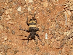 Phryneta aurocincta