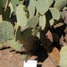 Opuntia martiniana - Photo (c) flora.mania，保留部份權利CC BY-NC-SA