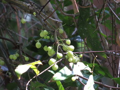 Lepiderema sericolignis