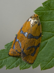 Ptycholoma lecheana