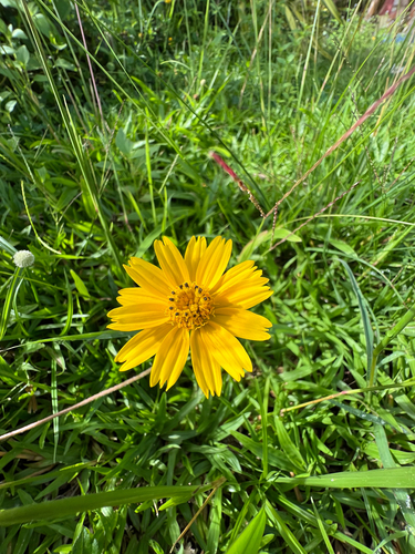 Trailing Daisy