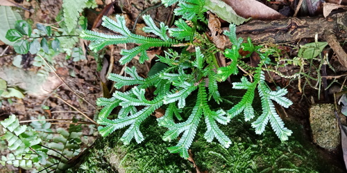 Selaginella doederleinii iNat (1)