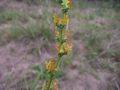 Manulea obovata