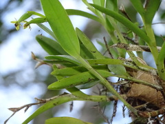 Epidendrum rigidum