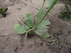 Manulea obovata