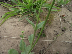 Manulea obovata