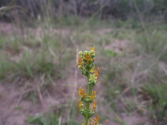 Manulea obovata