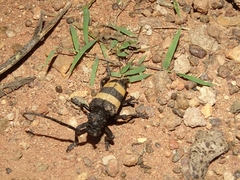 Phryneta aurocincta