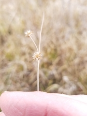 Juncus nodosus