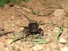 Phryneta aurocincta