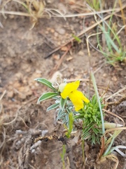 Leobordea divaricata