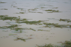 Neptunia oleracea