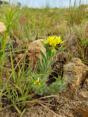 Leobordea divaricata