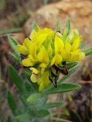 Leobordea divaricata