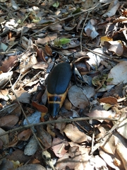 Acanthinodera cumingii