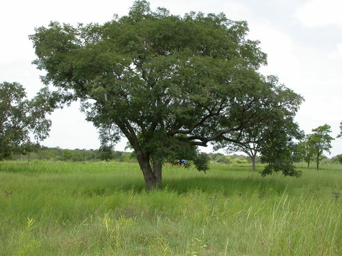 African locust bean
